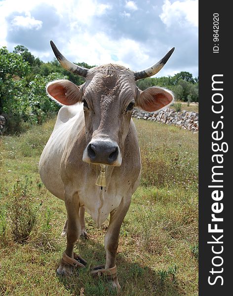 A cow in a pasture with blue sky at the background