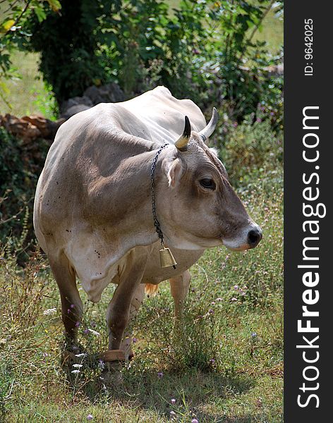 A cow in a pasture with blue sky at the background