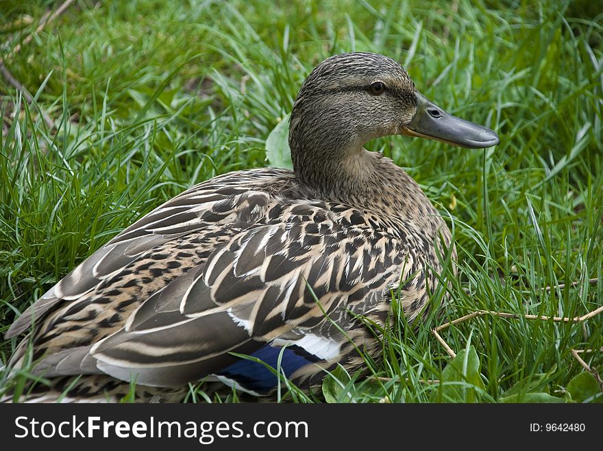 Photography of the duck sitting on lawn in park