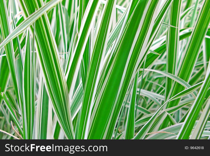 Decorative green grass for a background. Decorative green grass for a background