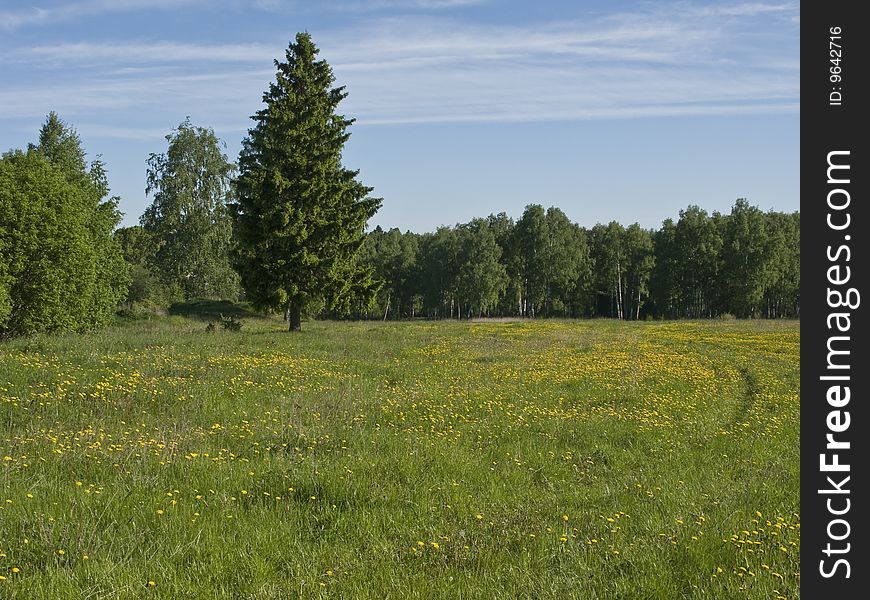 View of meadow with blooming dandelions at forest edge. View of meadow with blooming dandelions at forest edge
