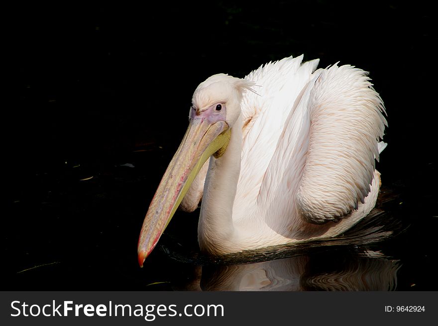 White pelican on dark water