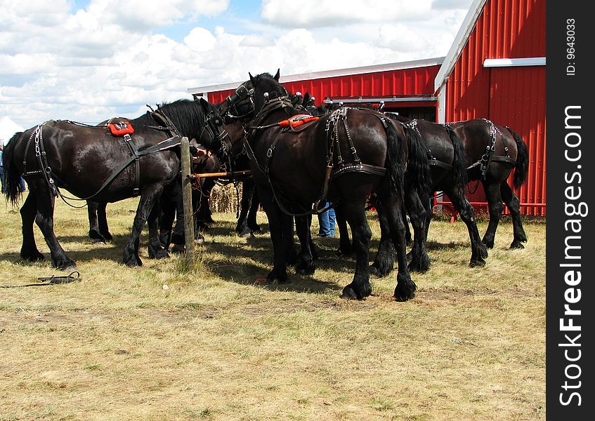 Percheron Horses