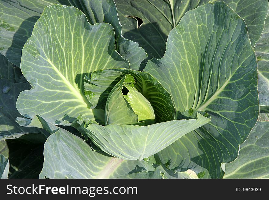 A young green cabbage plant photographed in the spring sun on a commercial acre