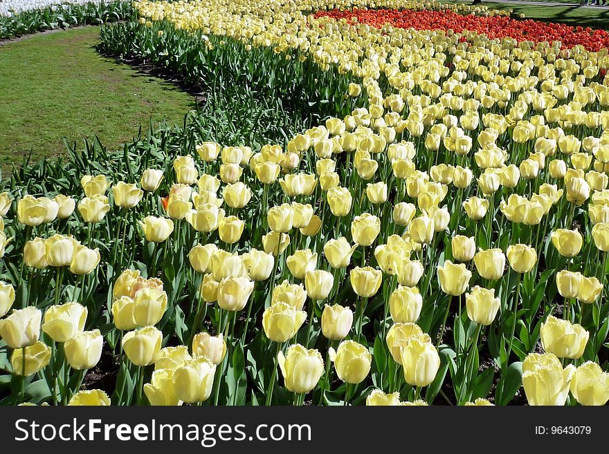 A bed of tulips duing the flower season at Keukenhof Gardens in the Netherlands