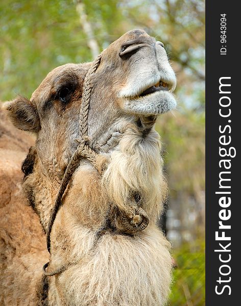 Head of camel in zoo. Head of camel in zoo