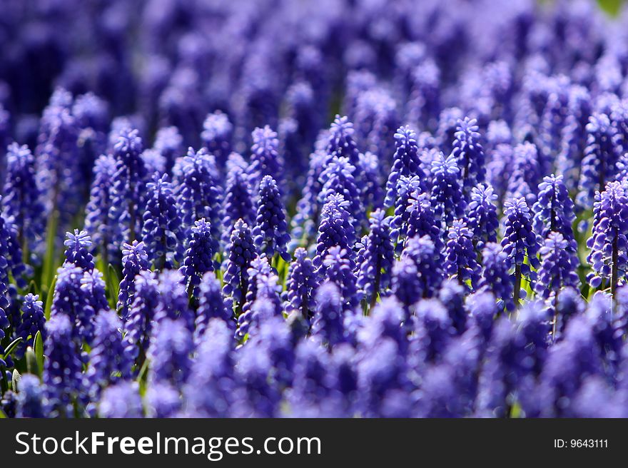 Purple Grape Hyacinth (Muscari) during tulip season at Keukenhof Gardens in the Netherlands