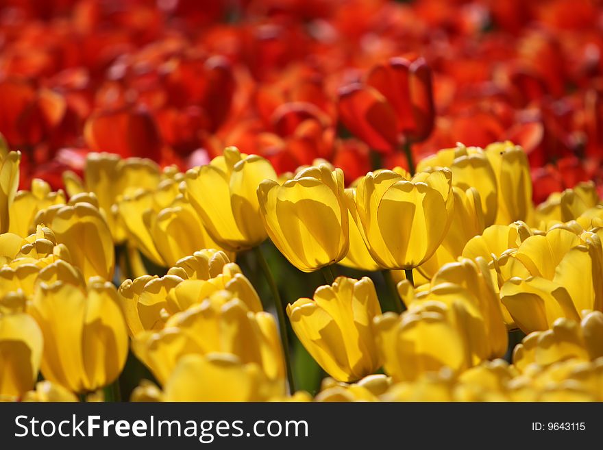 A bed of tulips duing the flower season at Keukenhof Gardens in the Netherlands (focus in front)