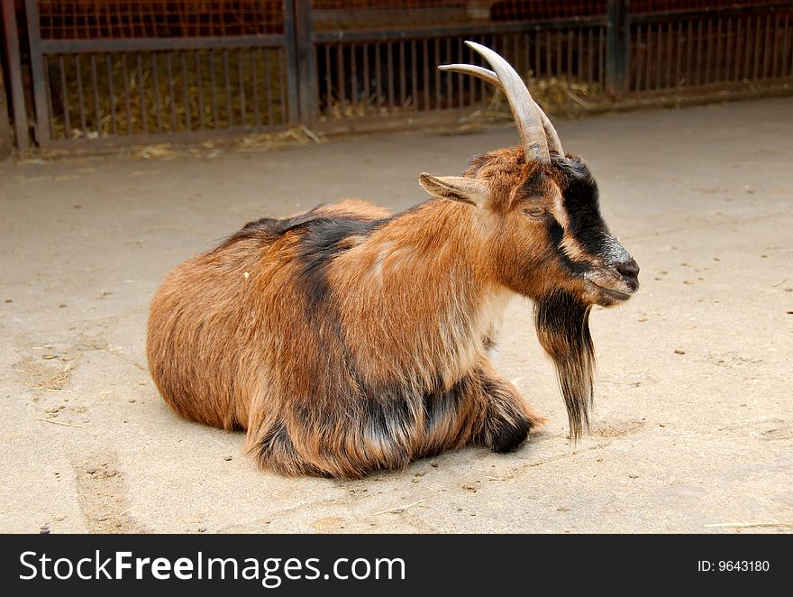 Black and brown goat on the ground