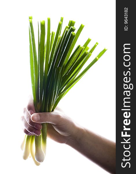 Bunch Of Green Onions In Hand