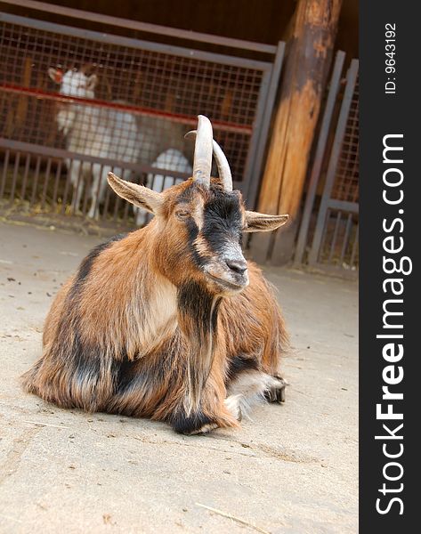 Black and brown goat on the ground