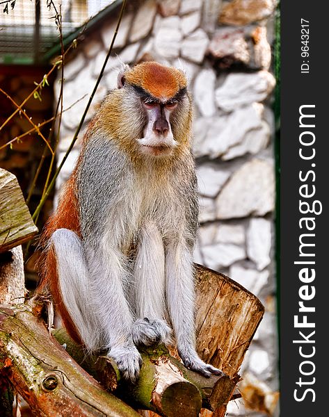 Patas monkey sitting on tree in zoo