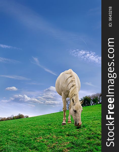 White Pet Pony Grazing in pasture. White Pet Pony Grazing in pasture.