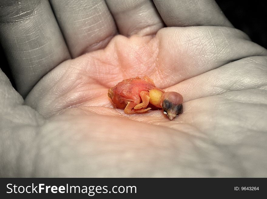 Small bird in a hand