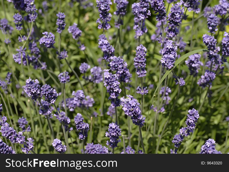 Lavender background, sunny day closeup