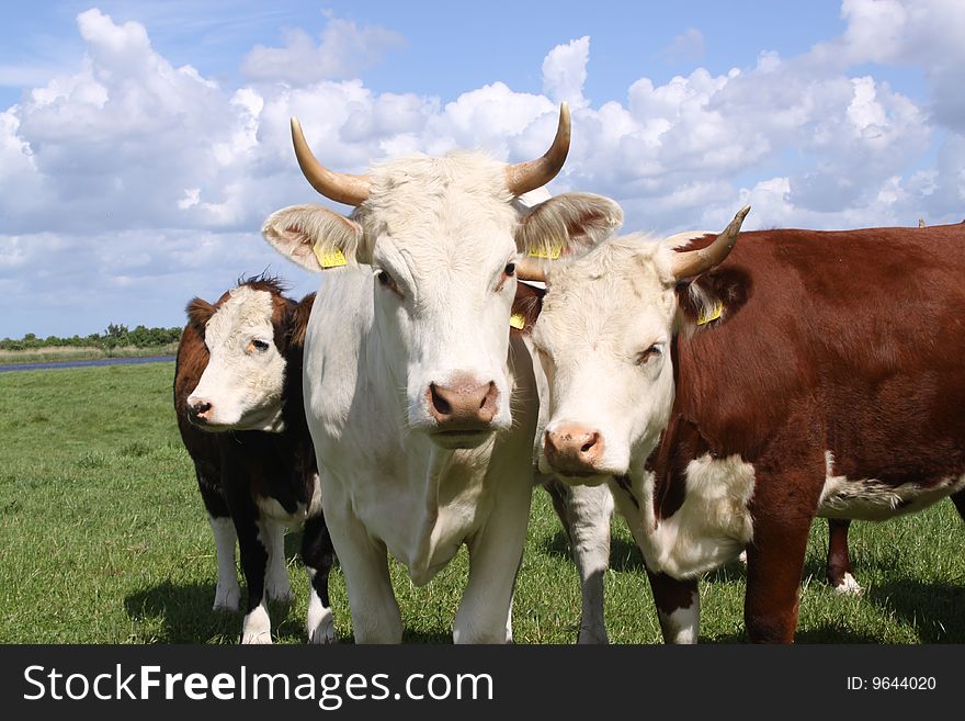 Brown And White Cows Posing For The Camera