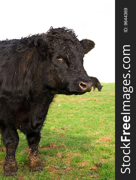 A young black bull portrait, standing in a field of lush fresh green grass. A young black bull portrait, standing in a field of lush fresh green grass.