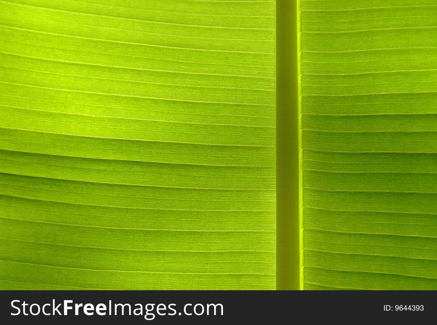 A close-up of a leaf in the sunshine. A close-up of a leaf in the sunshine