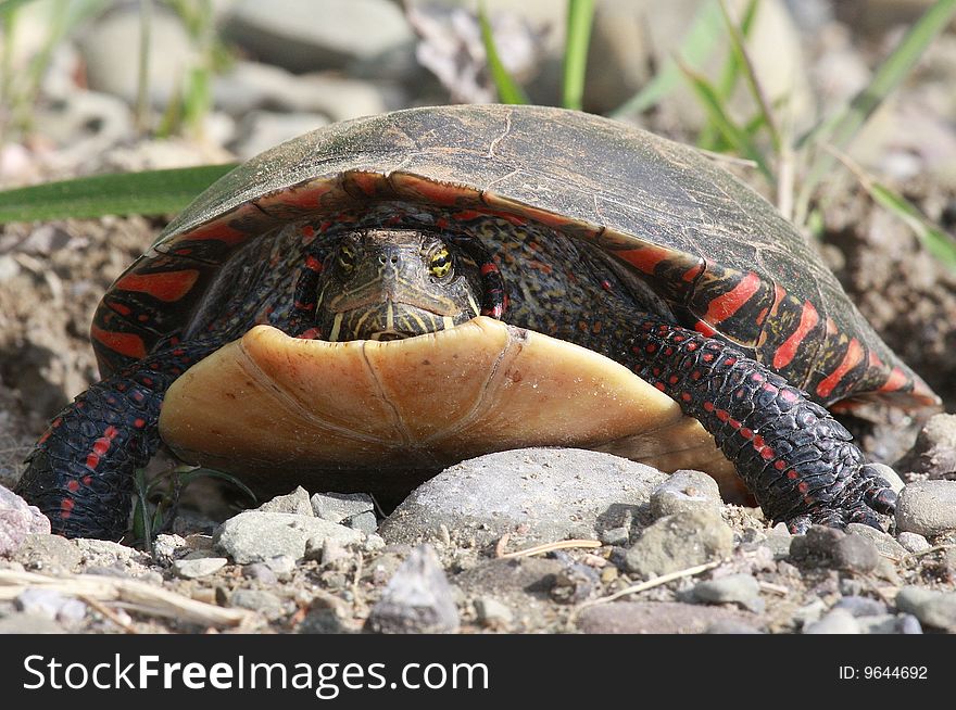 Close up view of an Eastern Mud Turtle crawling across rocky ground with blades of grass in the background.