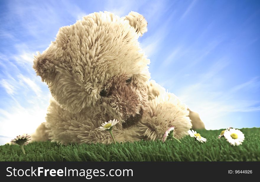 Teddy bear looking at a white flower