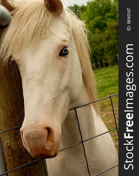 The face of a white horse on a farm