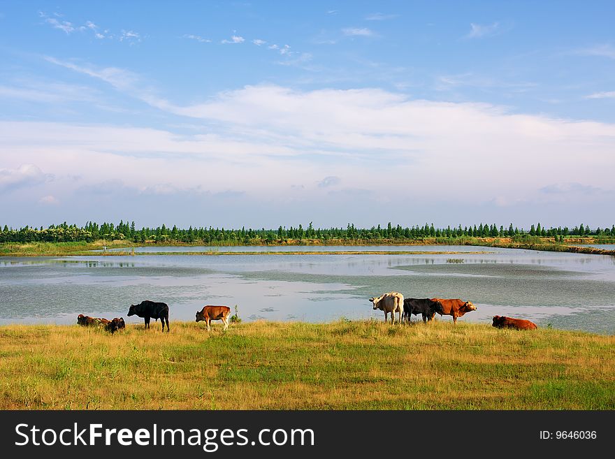 A few cattles in the meadow