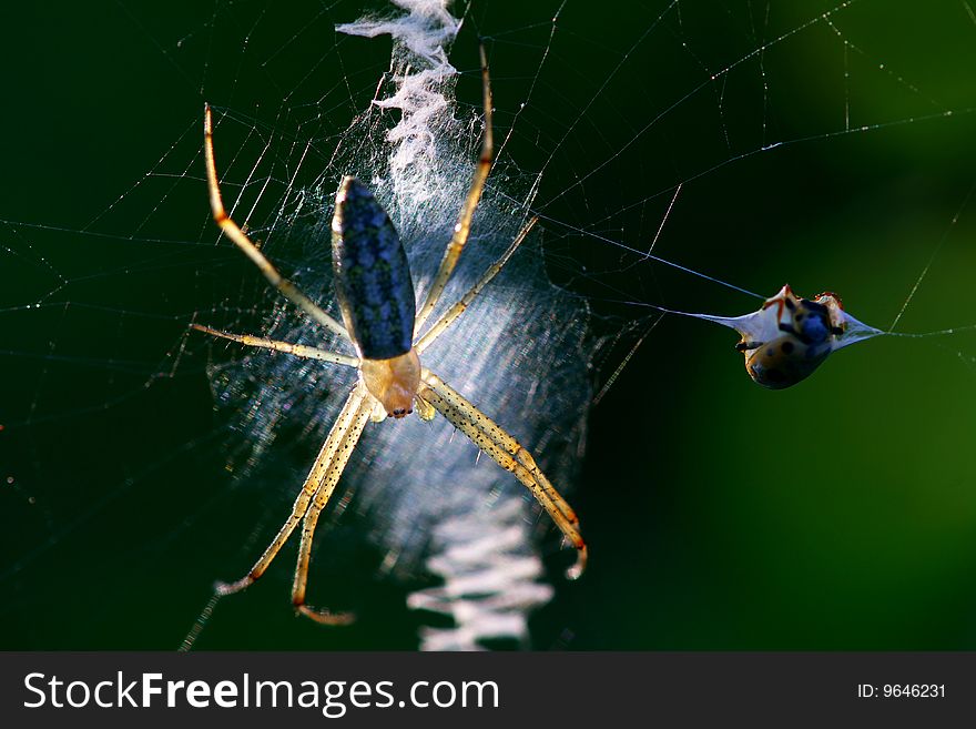 A spider is eating his food