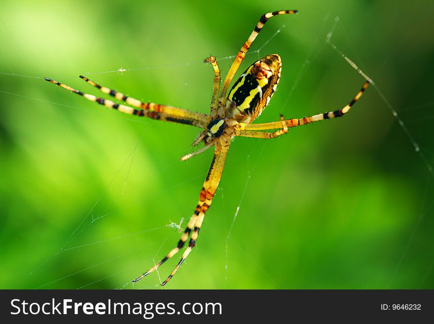 A beautiful spider in the field