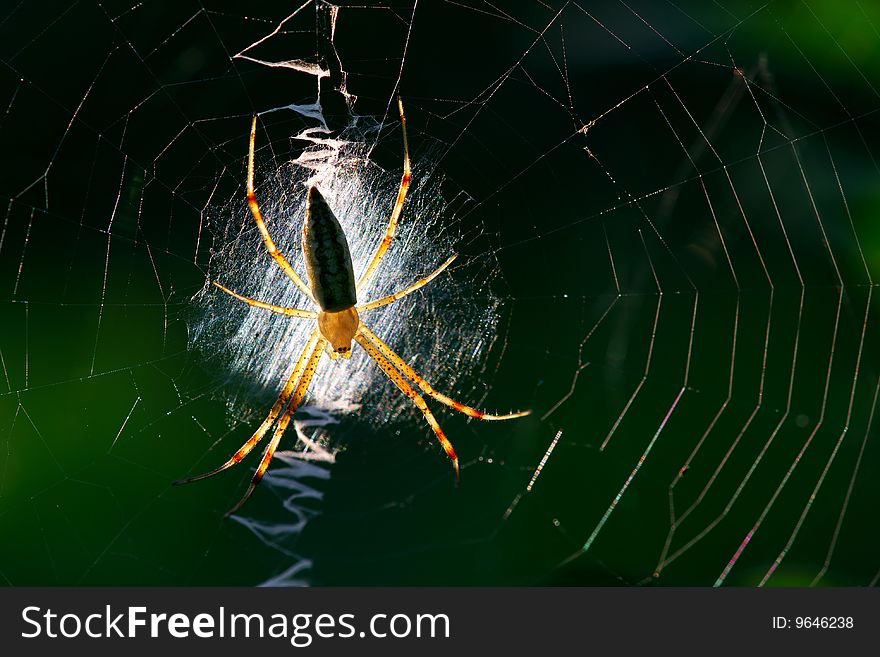 The spider is very lovely. The spider is very lovely