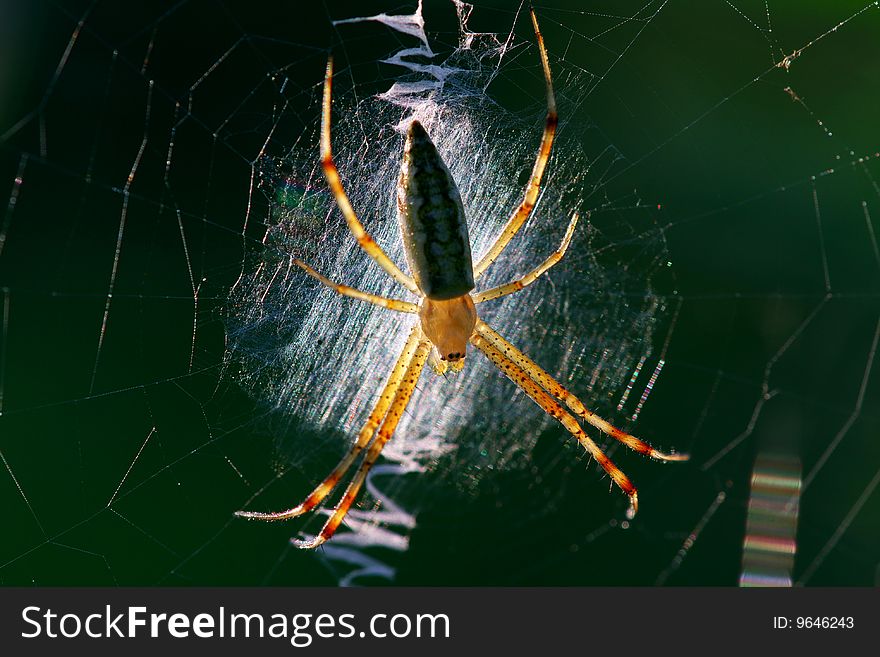 A lovely spider in working in his home