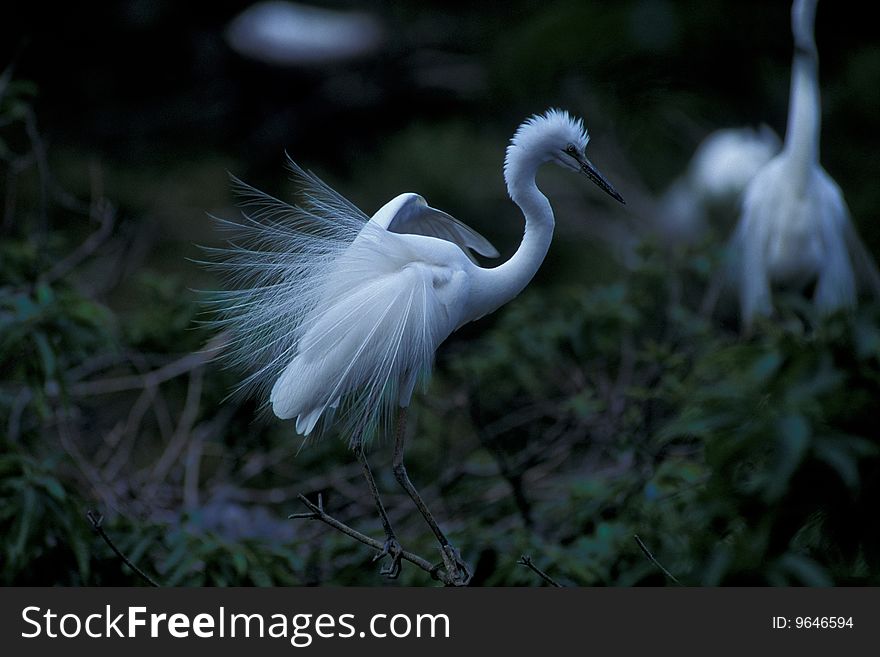 Wildlife;white feather bird standing on meadow