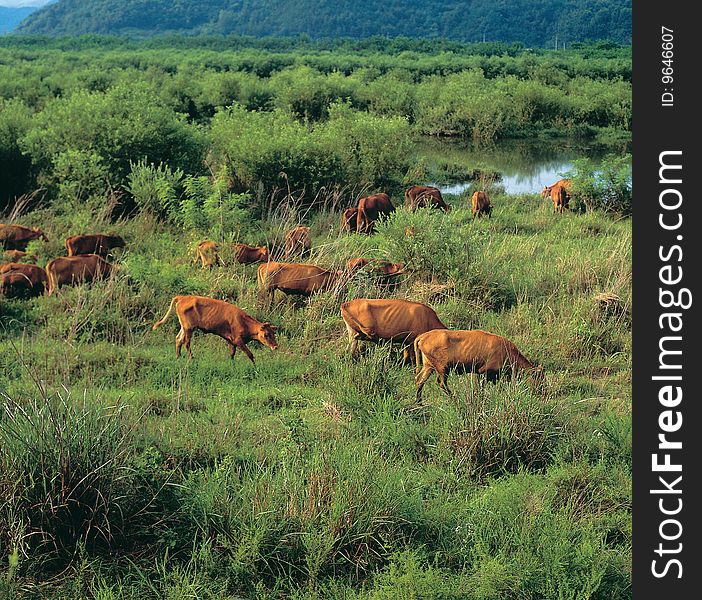 Crowd of cattle,small group of cattle