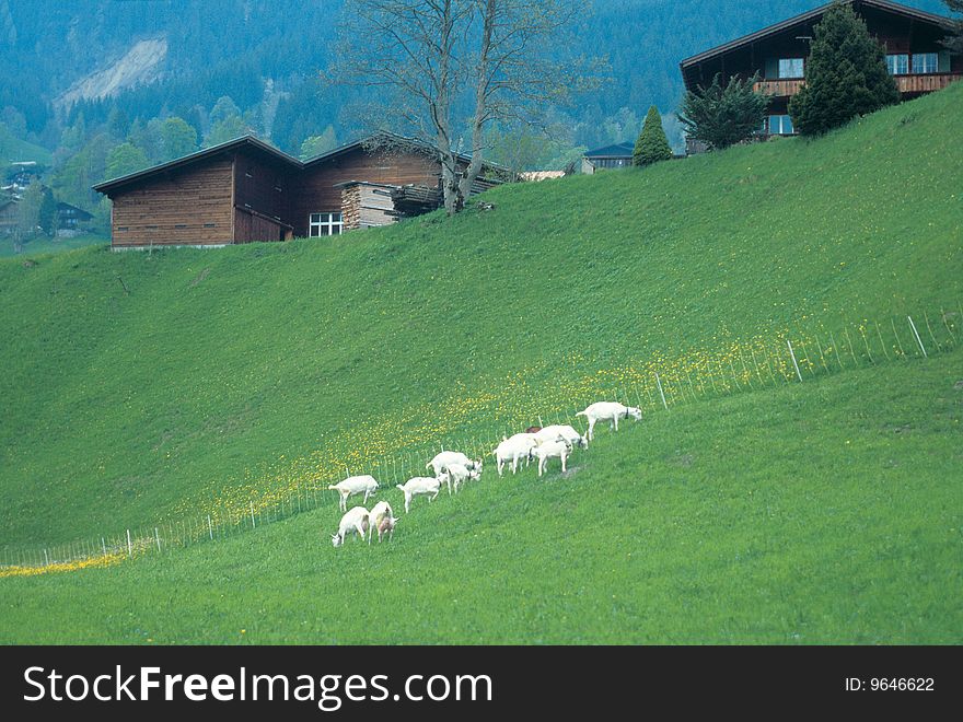 Rural scene;meadow and sheep