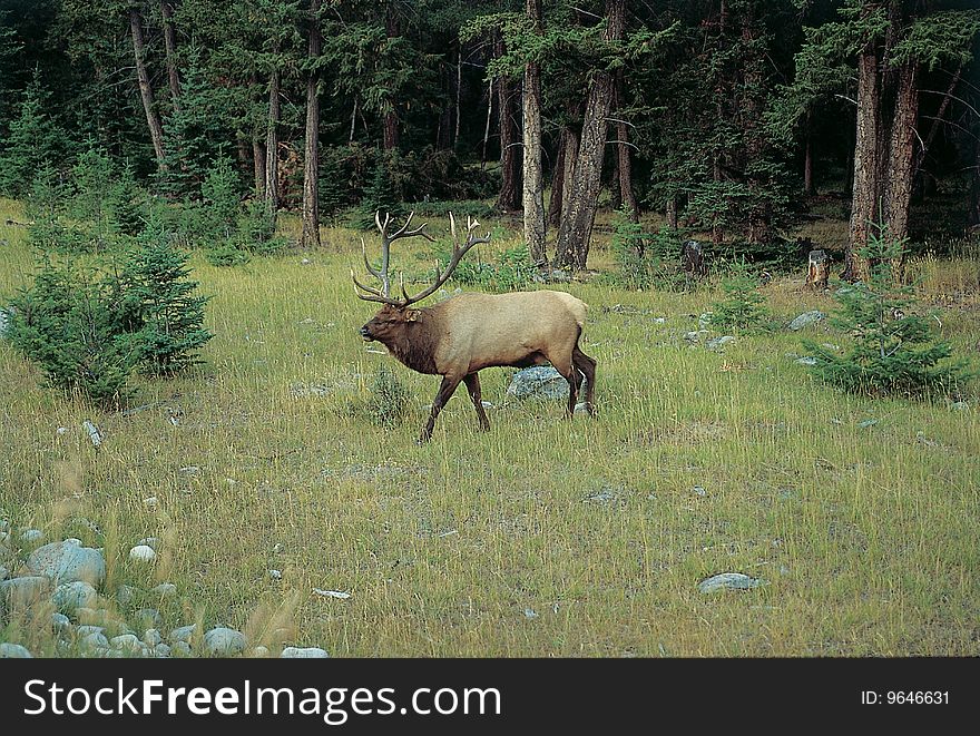 Close-up of reindeer walking in forest