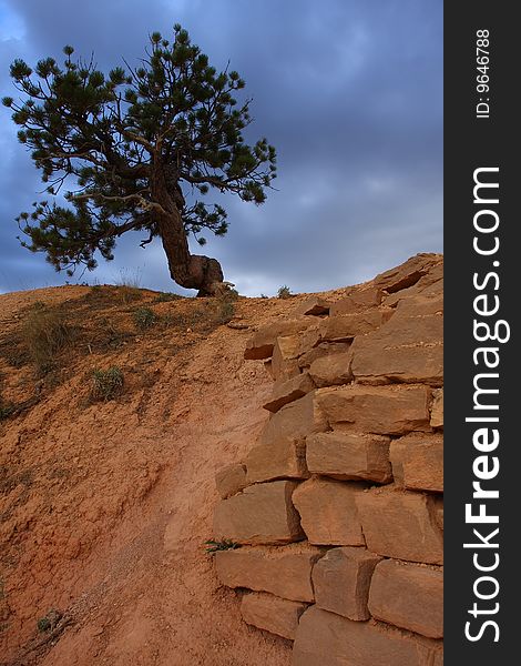 Pine Tree and Sandstone Wall in Bryce Canyon National Park, Utah.