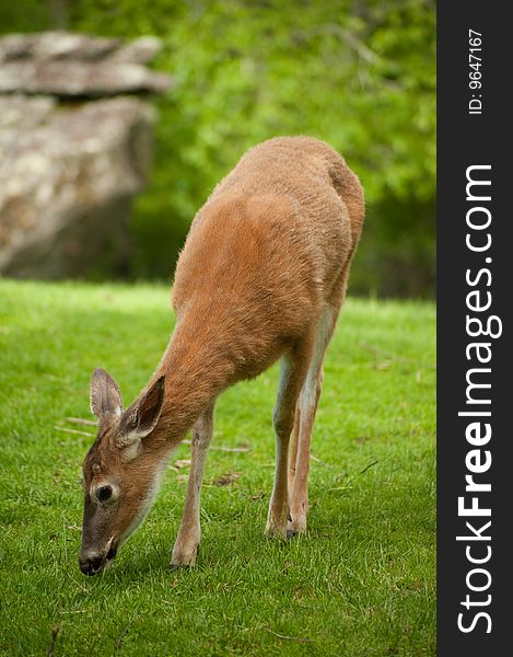 Female deer or doe grazing on grass in the woods. Female deer or doe grazing on grass in the woods
