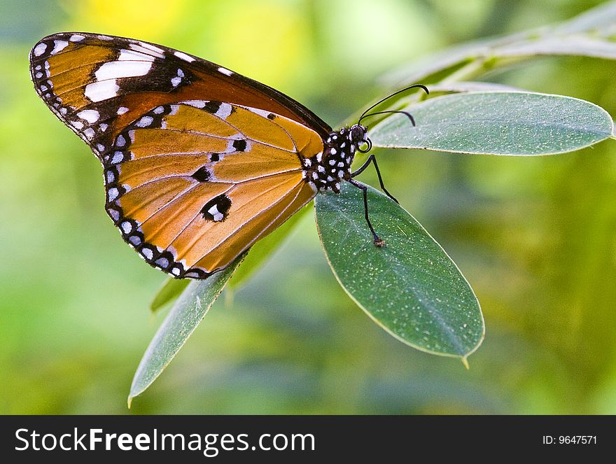 Close up on a butterfly in the garden