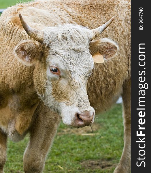 Close up on a cow in uruguay farm land