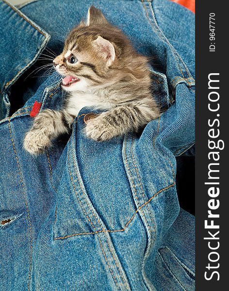 Kitten And Denim