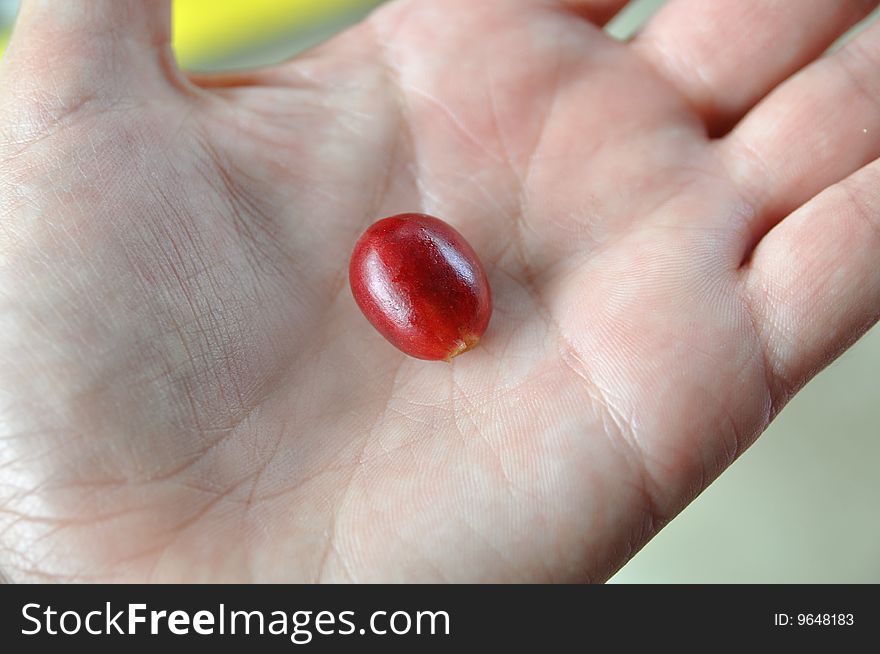 A fresh coffee berry in a hand. A fresh coffee berry in a hand.