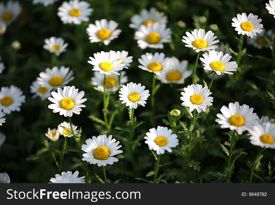 Lots of white Chrysanthemum - flower. Lots of white Chrysanthemum - flower