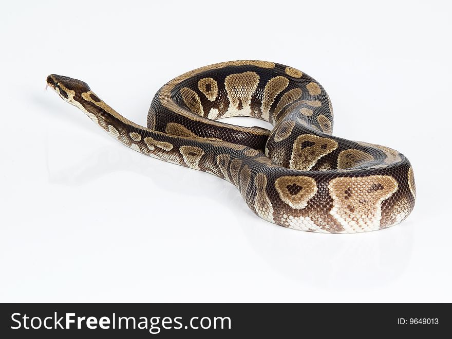 Isolated snake on white background. Isolated snake on white background