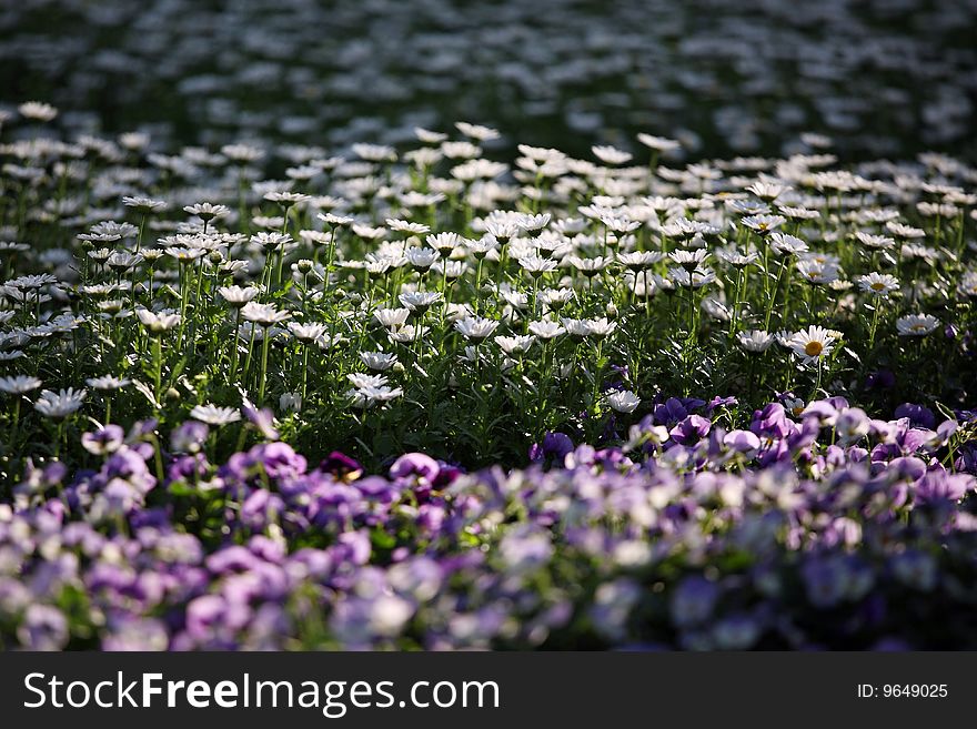 Lots of white and Purple Chrysanthemum - flower. Lots of white and Purple Chrysanthemum - flower