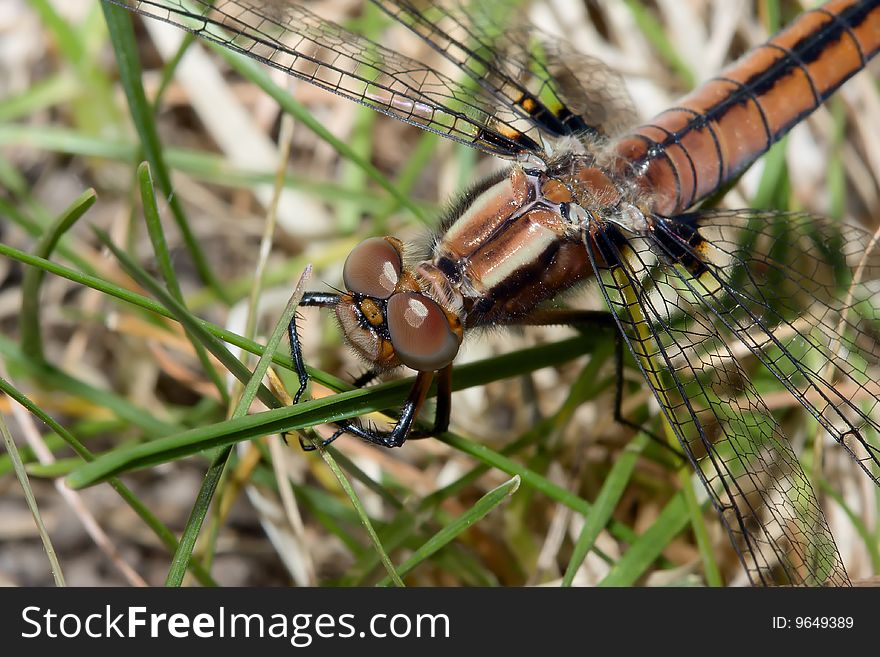 Dragonfly In The Grass