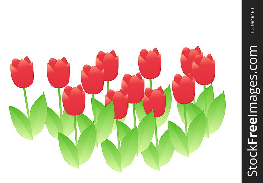 A group of red tulip with green leaves on the white background. A group of red tulip with green leaves on the white background