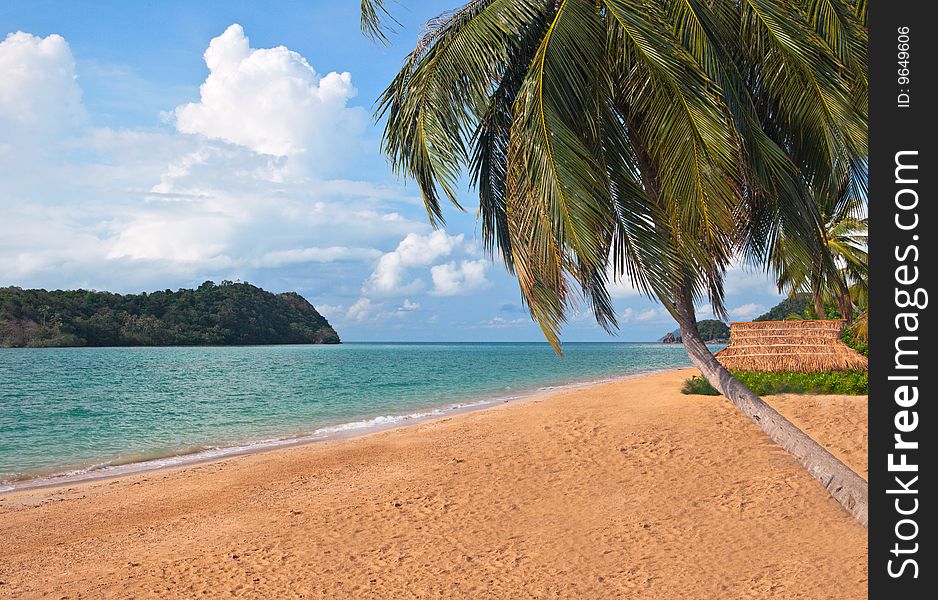 Coconut Tree Near The Sea