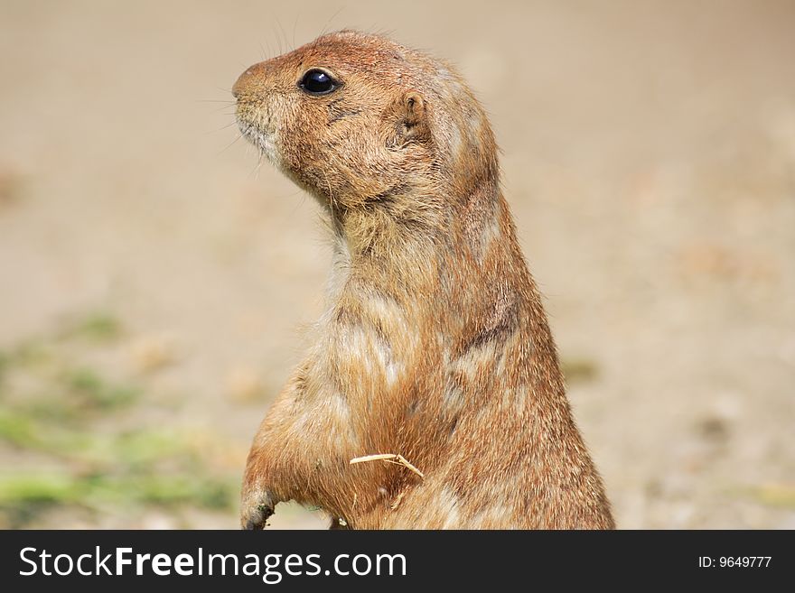 Head of a prairie dog