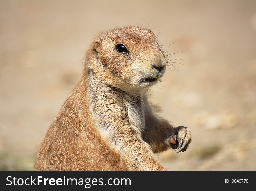 Head of a prairie dog