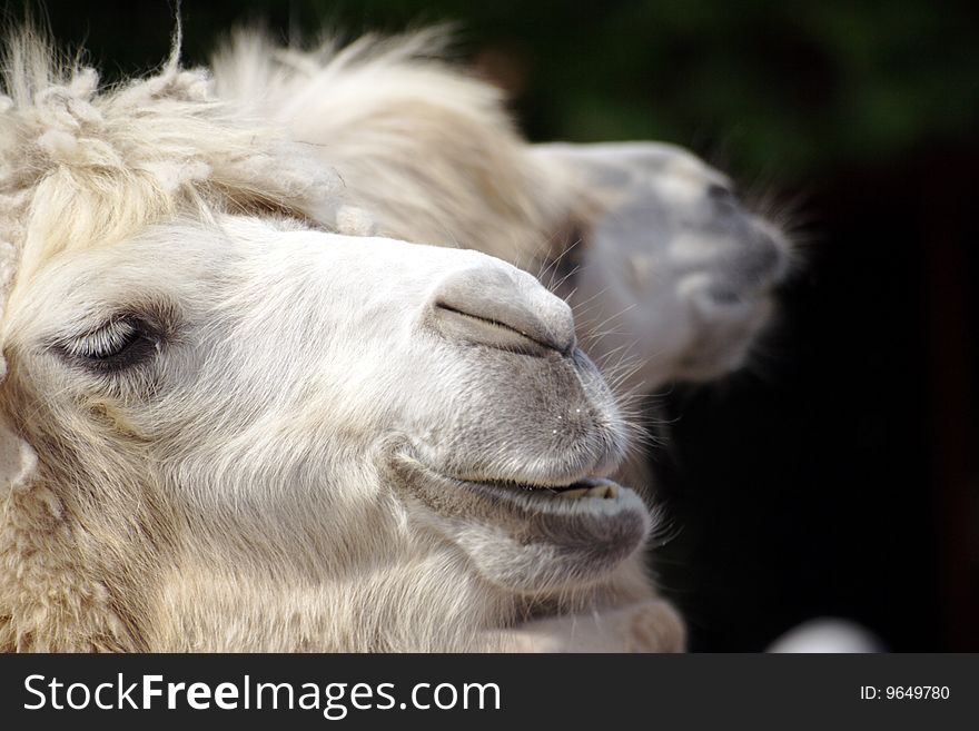 Closeup headshot of a camel