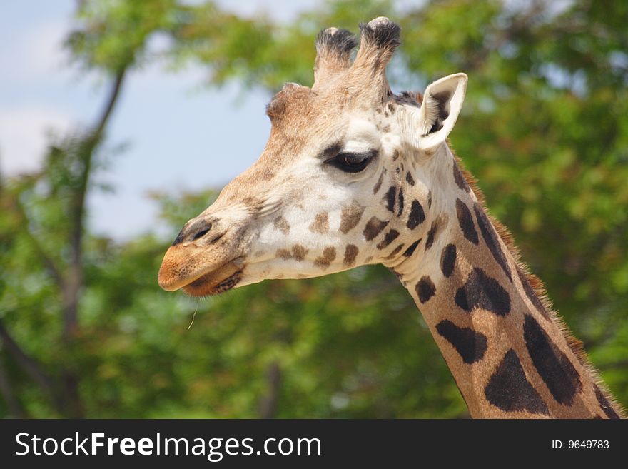 Head of a young giraffe